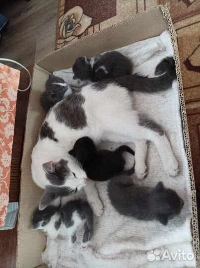 Котята в добрые руки