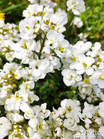 Вероника нитевидная, арабис махровый