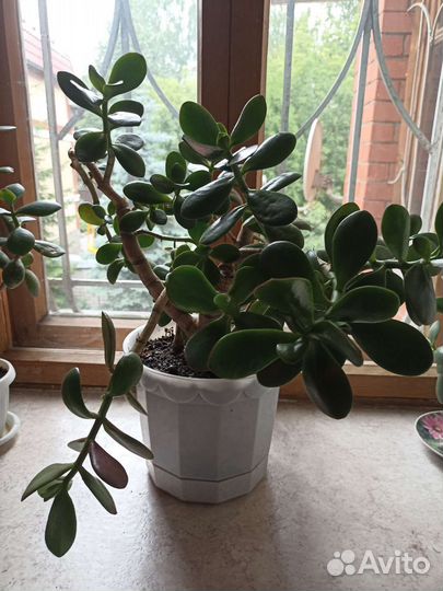 Хлорофитум.Толстянка.Каланхоэ