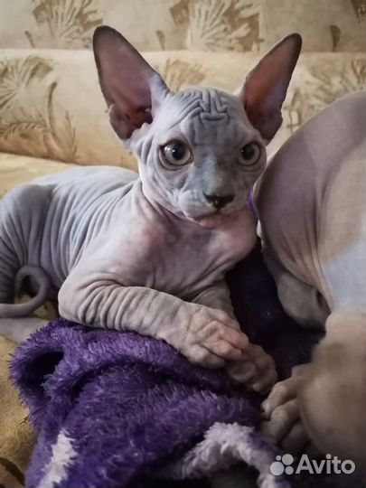 Канадский сфинкс