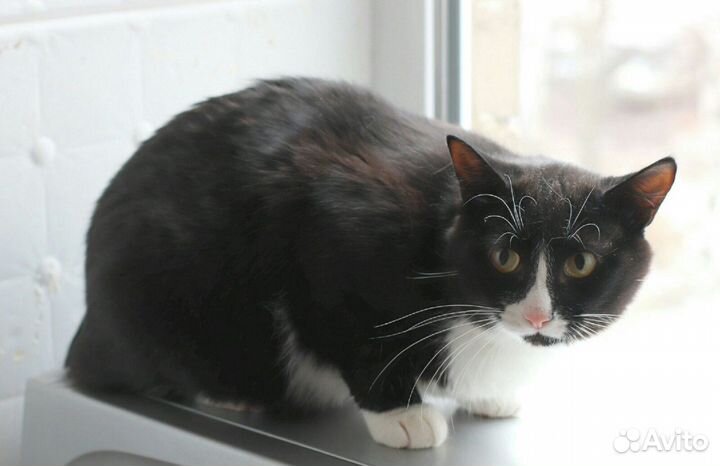 Коты бесплатно