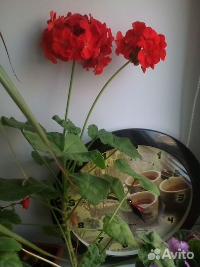 Пеларгония