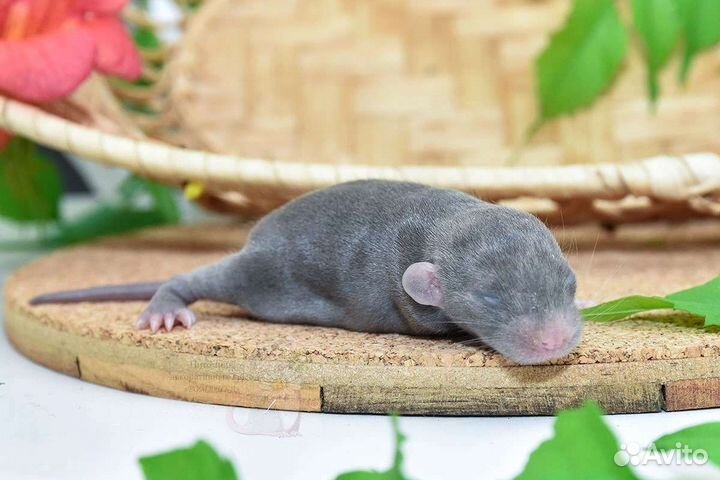 Крысята Дамбо опт розница
