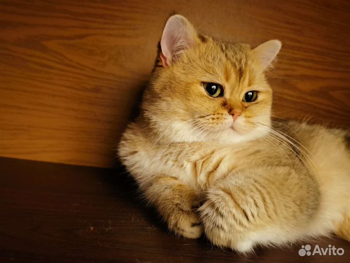 Вязка Британская Золотая Шиншилла