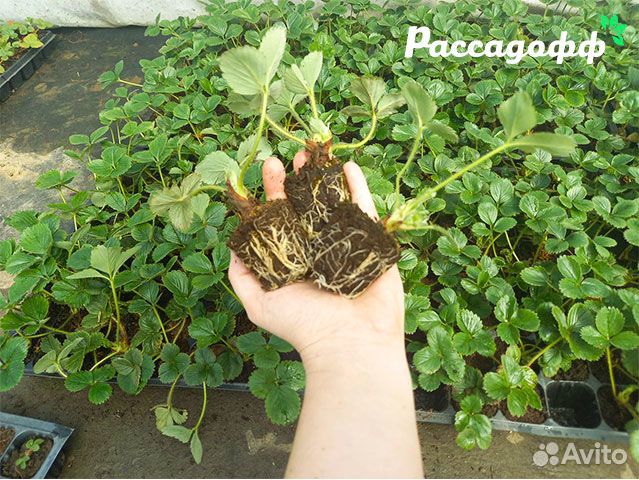 Рассада клубники. Элитные сорта