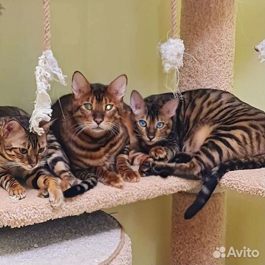 Тойгер котята