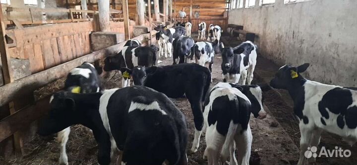 Бычки элитные