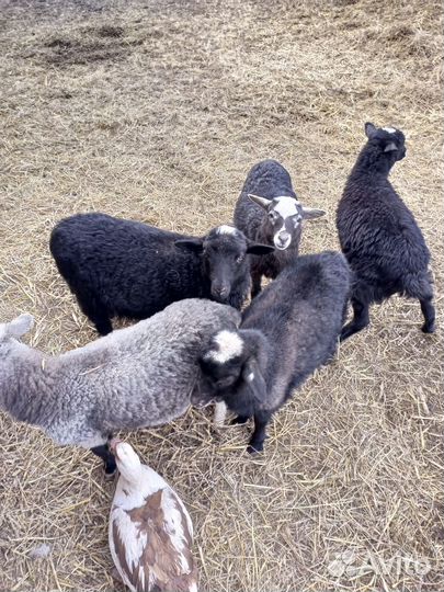 Ягнята