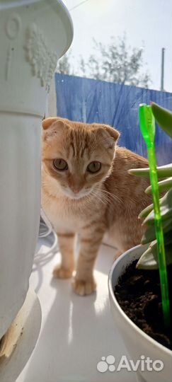 Рыжий котик в добрые руки