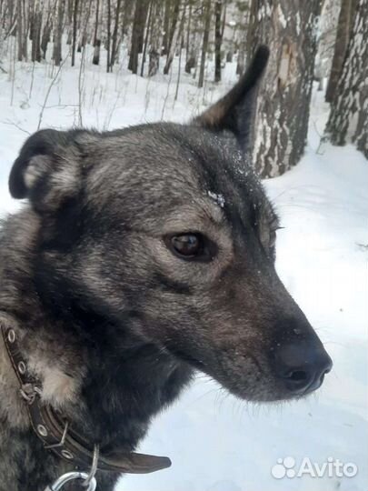 Собака Дыма в добрые руки