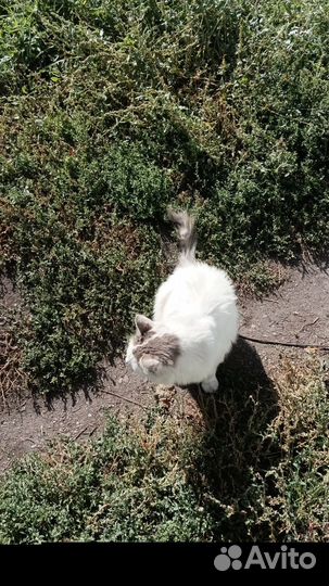 Коты и котёнок