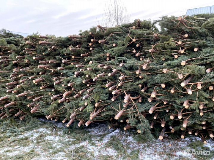 Сосна Рождественская