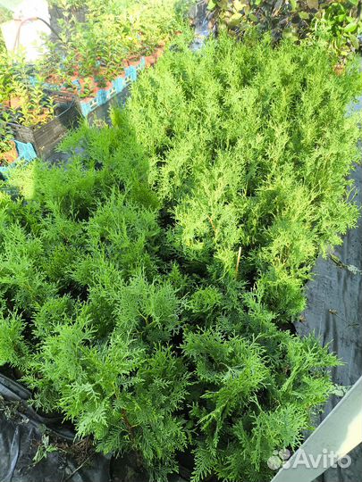 Туи гортензии спиреи