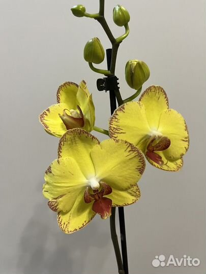 Орхидея фаленопсис, пафиопедилум(разное)