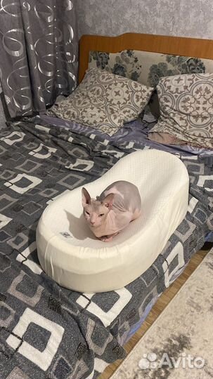 Донской сфинкс