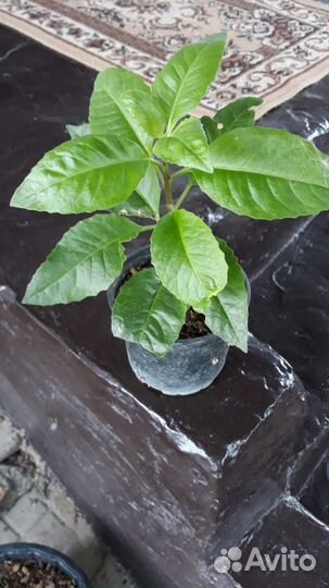 Саженцы Джинуры