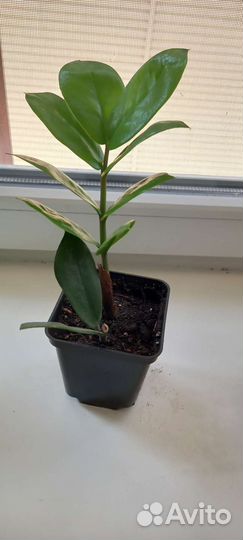 Замиокулькас