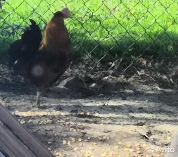 Продам петуха декоративного (маленького)