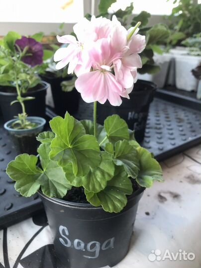 Пеларгония герань