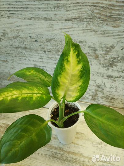 Диффенбахия Камилла