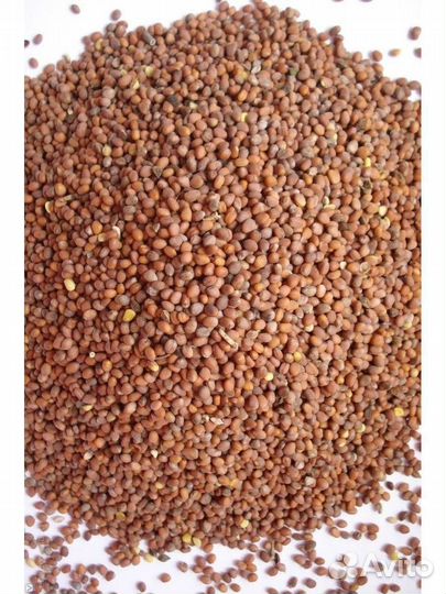 Редька масличная / семена