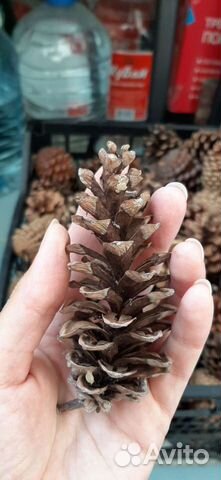 Шишки веймутовой сосны