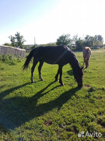 Продам жеребца