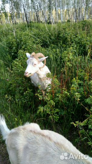 Коза дойная