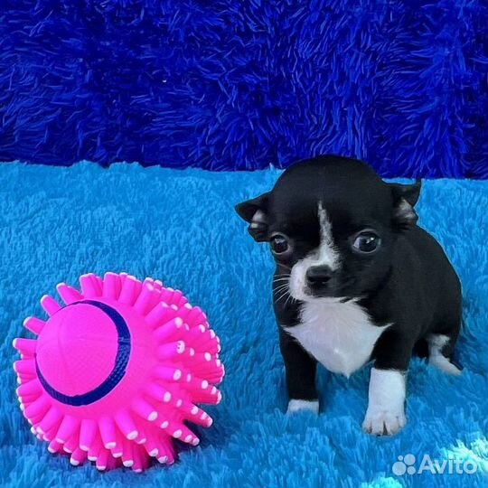 Чихуахуа мини