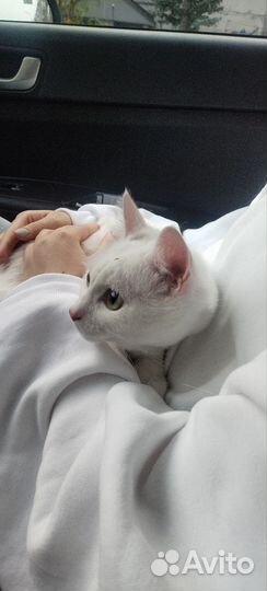 Отдам кота в добрые руки