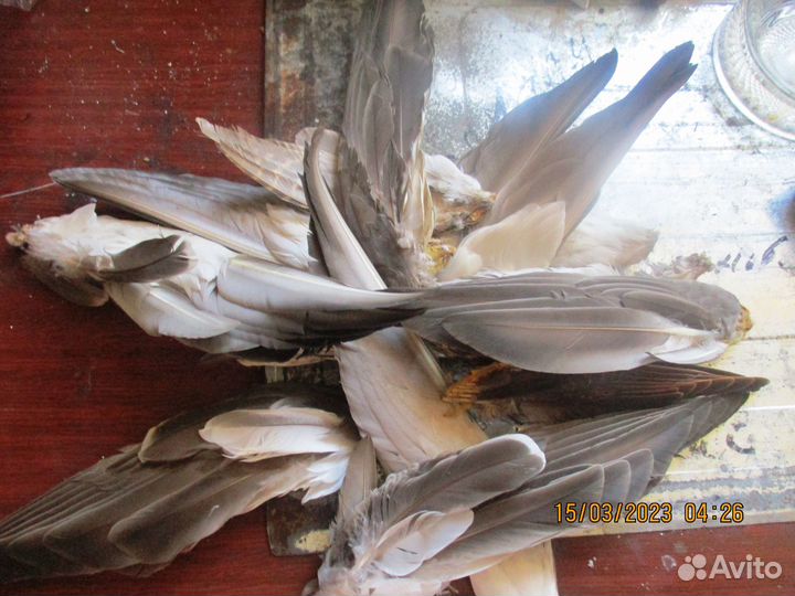 Крылья для охотничьих собак