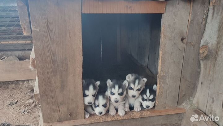 Щенки сибирской хаски девочки