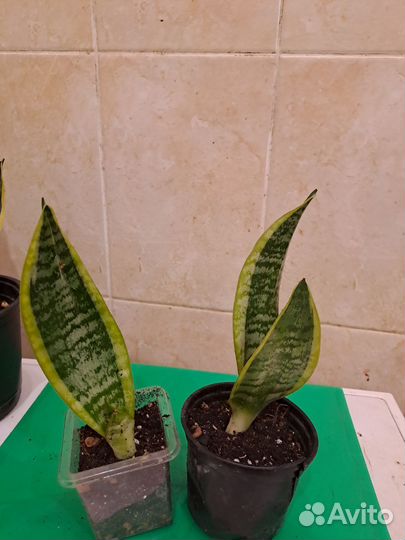 Сансевиерия футура суперба, ханни