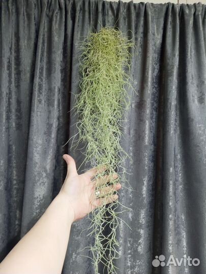 Тилландсия