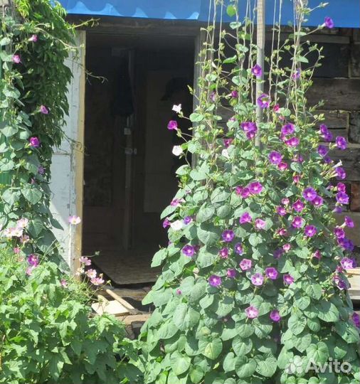 Вьюн Ипомея садовая