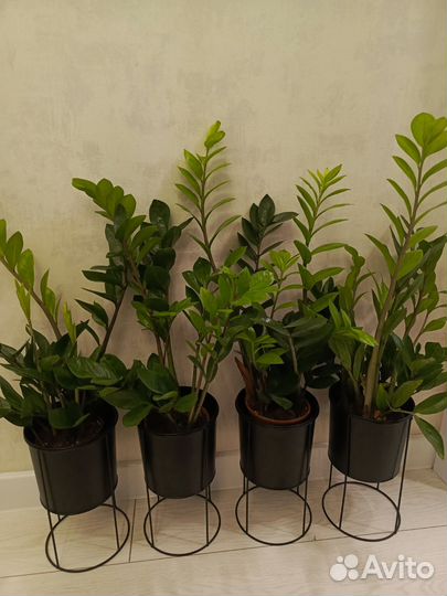 Замиокулькас