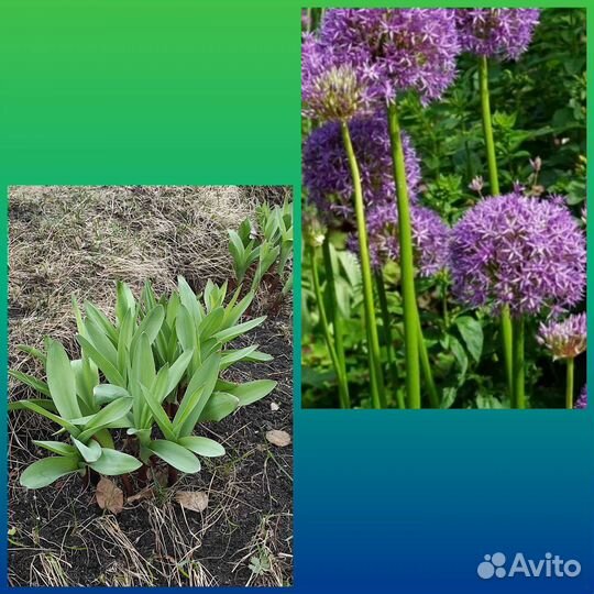 Саженцы цветов дачных