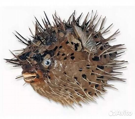 Морской ёж иглобрюх. Голодный ежик. Ежики едят змей. Длинноиглая рыба‑ёж — морской ёж. Рыба еж фугу.