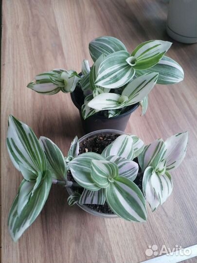 Традесканция кустовая