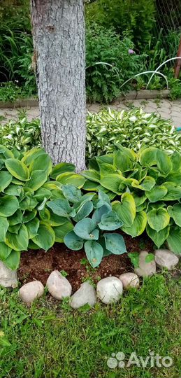 Сосна, Манчжурский орех, многолетники