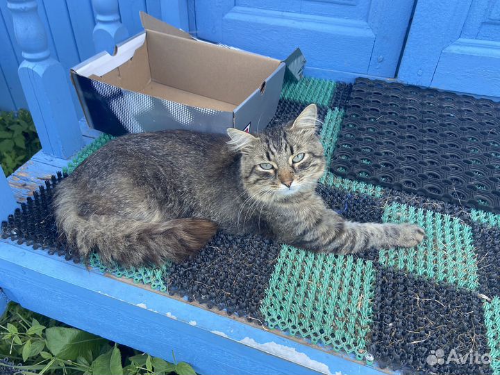 Сибирский кот Макс 6 мес