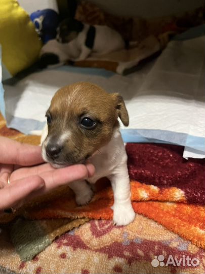 Щенок девочка джек рассел терьер