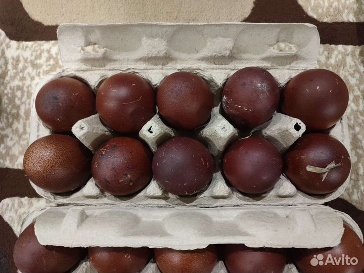 Инкубационное яйцо Маран черно медный