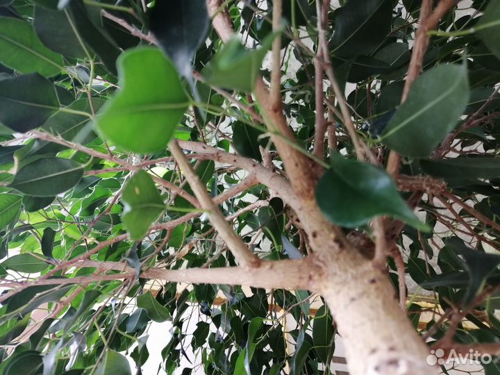 Фикус дерево