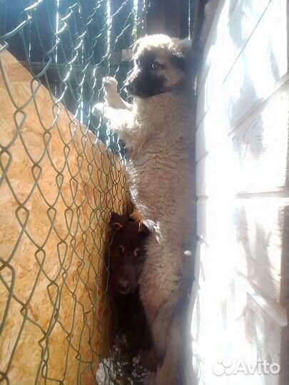 Продается щенок