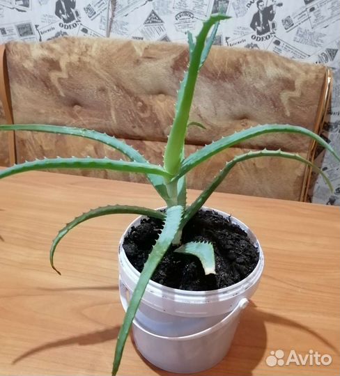 Алое лекарственное