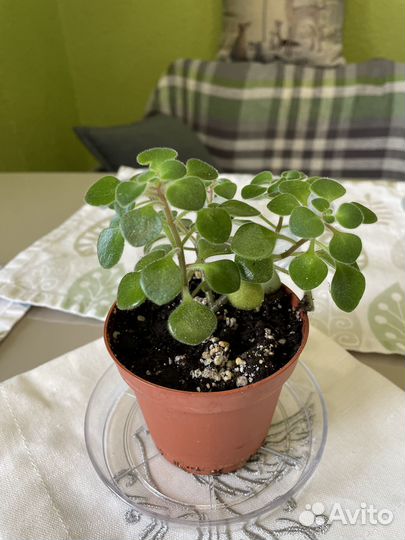 Аихризон дерево любви