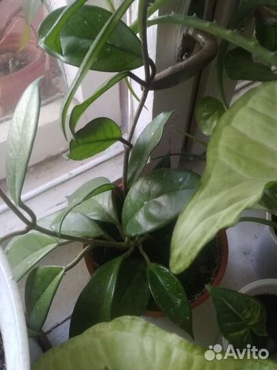 Комнатные растения