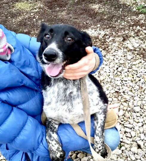 Милая собачка в дар