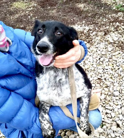 Милая собачка в дар